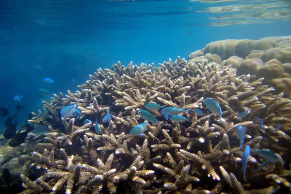 View of coral gardens with colorful tropical fish at Kisite Marine Park ocean floor