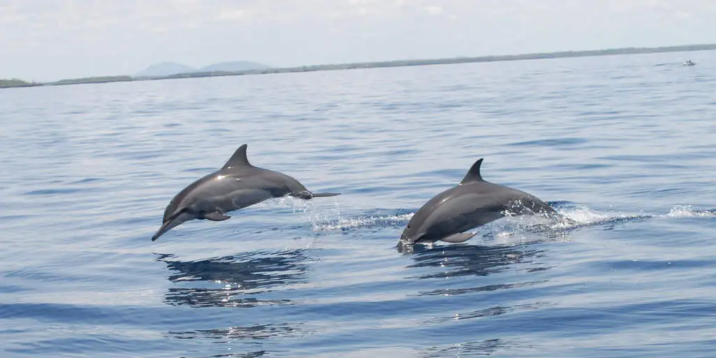 two dolphins swimming at Kisite Mpunguti Marine Park