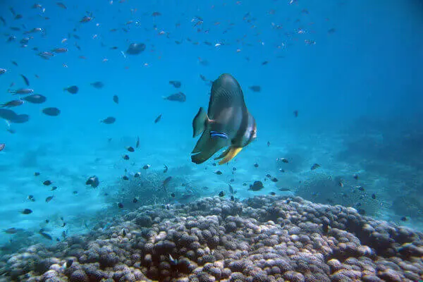 Kisite Marine Park colorful fishes