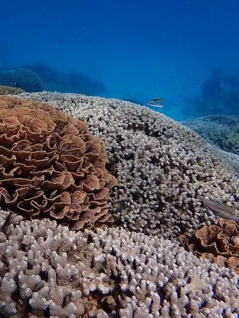 Colorful marine life underwater at Wasini Island