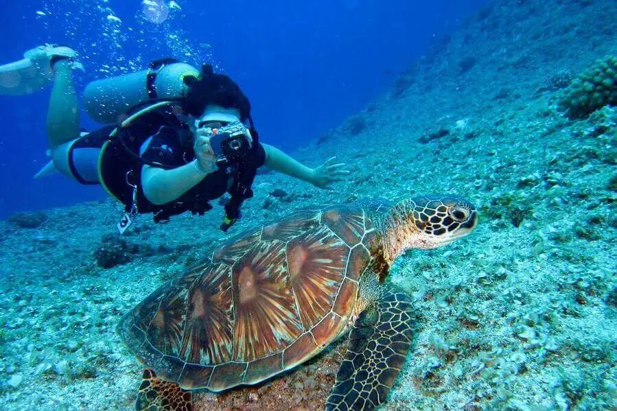 Viewing Sea turle during Scuba Diving at Kisite Mpunguti Marine Park Scuba diving at Kisite Marine Park