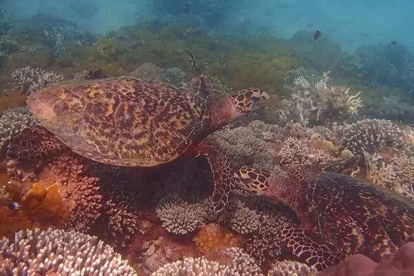 Seaturtle on coral reefs during snorkeling & Scuba diving