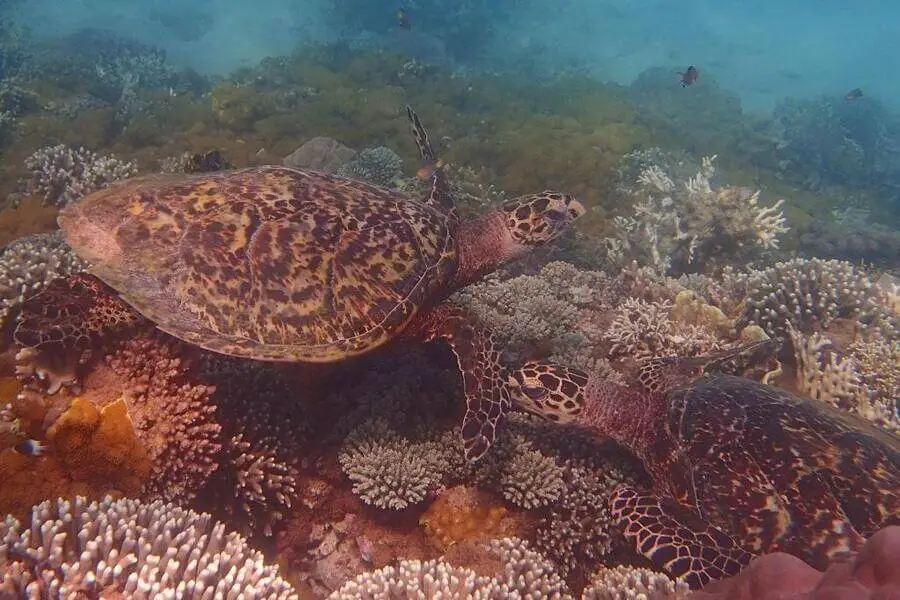 Kisite Marine Park sea turtle
