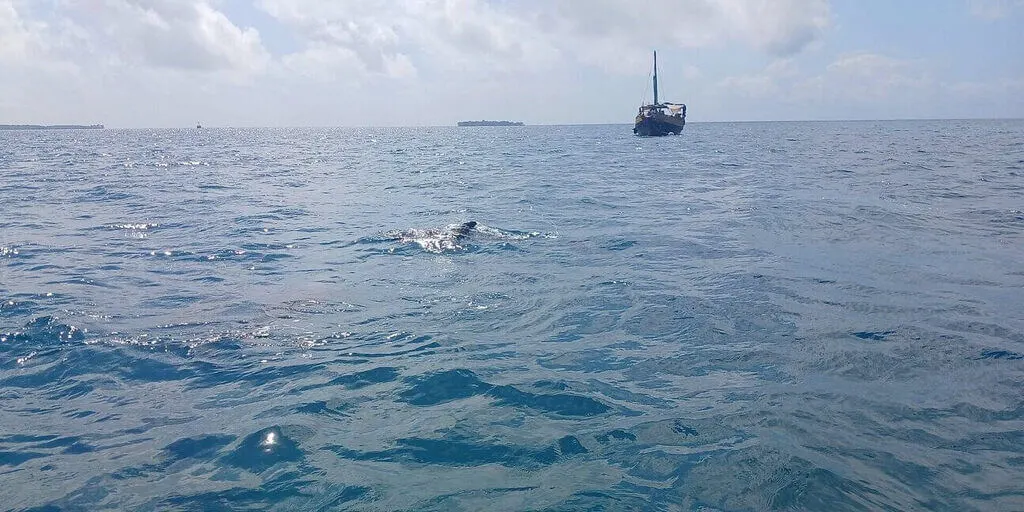 dolphins watching