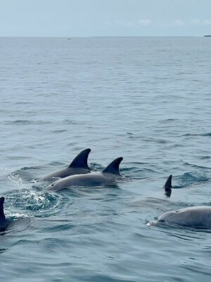 Dolphin watching Wasini Island and Kisite Marine Park