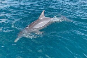 Dolphin spotting and snorkeling tour Wasini Island Kenya