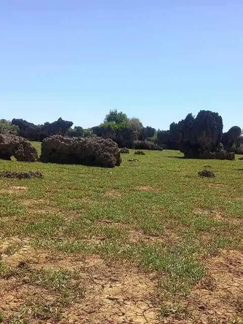 wasini island coral garden