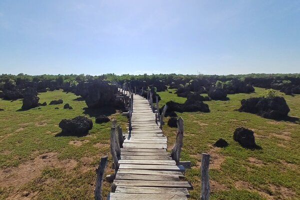 Exloring Wasini Island fossil coral garden and mangroves on a wooden boardwalk